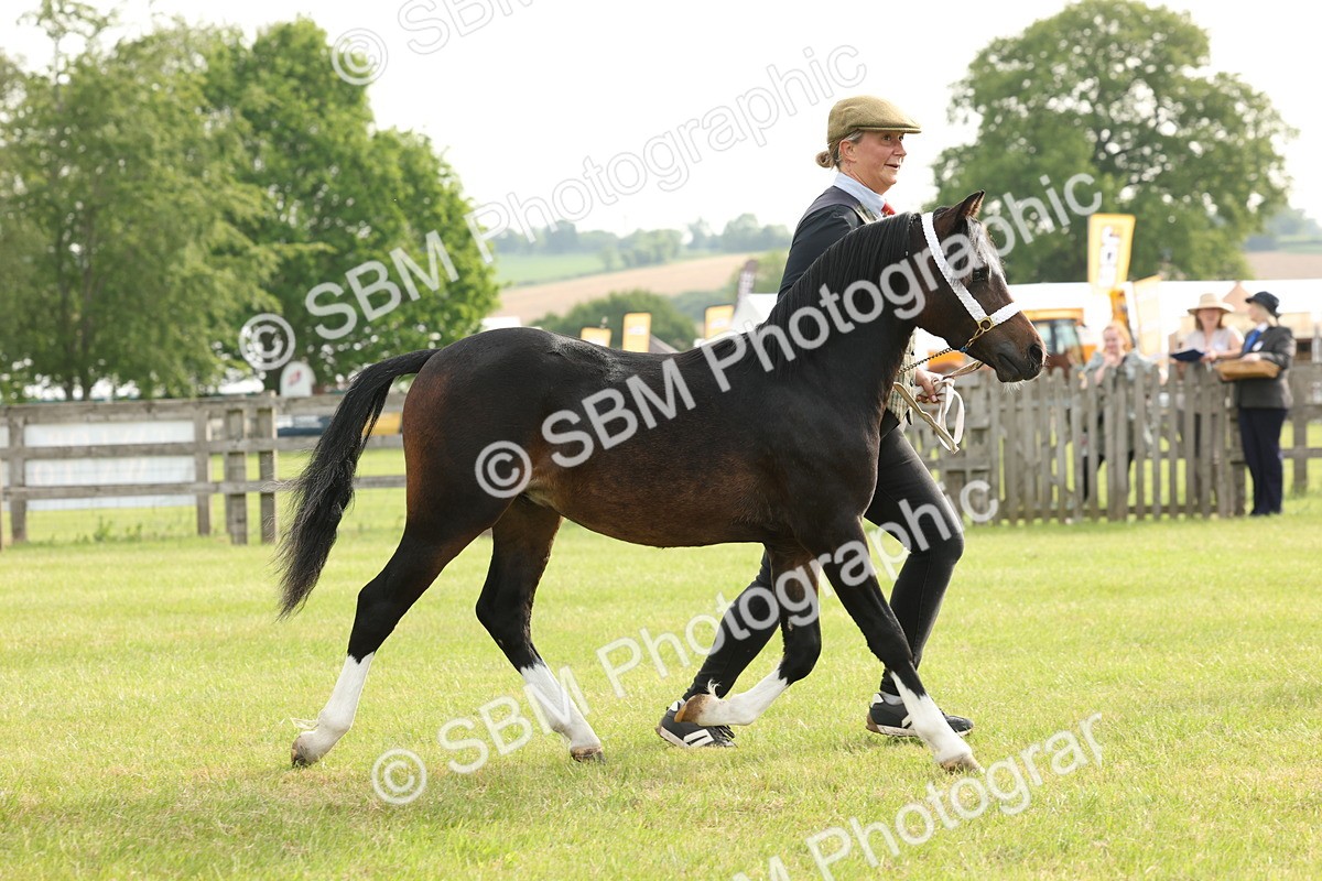 SBM_00440 - Class 6-13 - Mountatin and Moorland In Hand Welsh Breeds