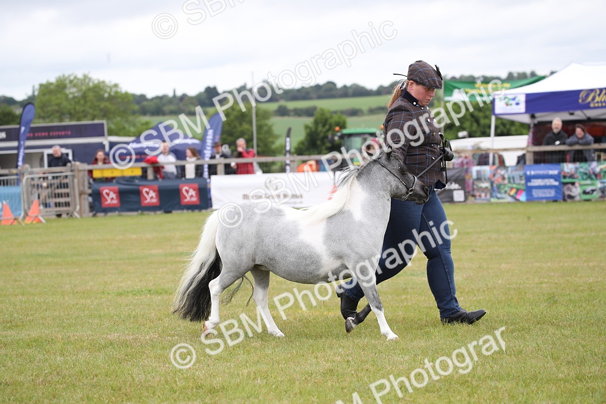 SBM_03968 - Class 23-25 - British Miniature Horse of the Year