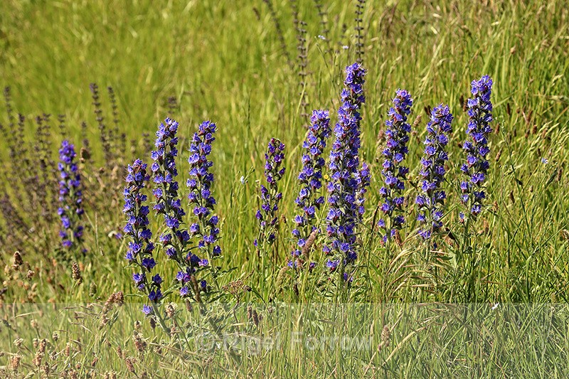 Viper's-bugloss flower spikes, Dorset - PLANTS