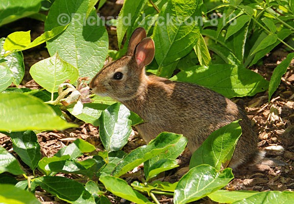 Wild Rabbit - Animals