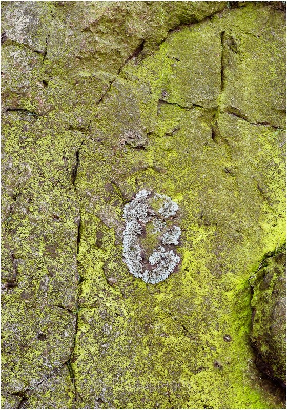 Gaerstones Lichen - Shropshire Rock