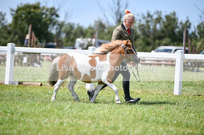 DSC_7314 - Class 62: Coloured Pony Youngstock