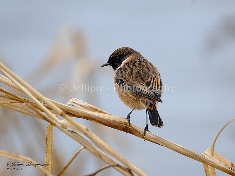  - Wildlife and Nature
