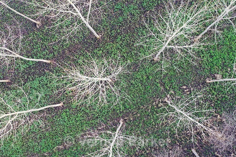 Poplar trees growing in the Nar Valley - Ariel Landscapes