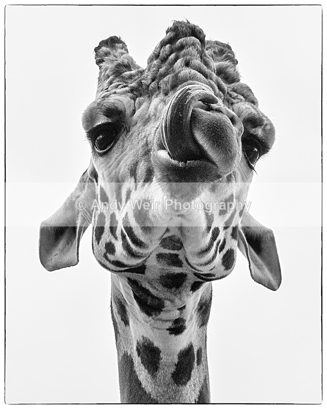 20150725-8E0A0278-3582 - Captive Animals