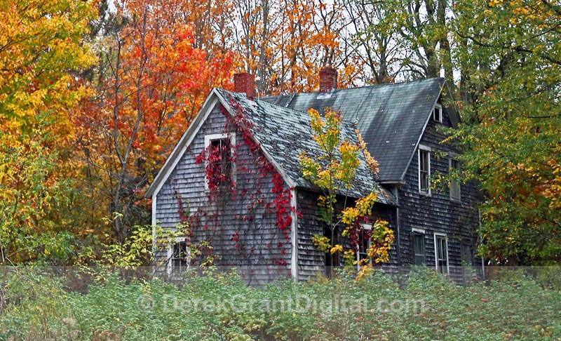 Overgrown Homestead Queens County New Brunswick Canada - Old Barns & Buildings
