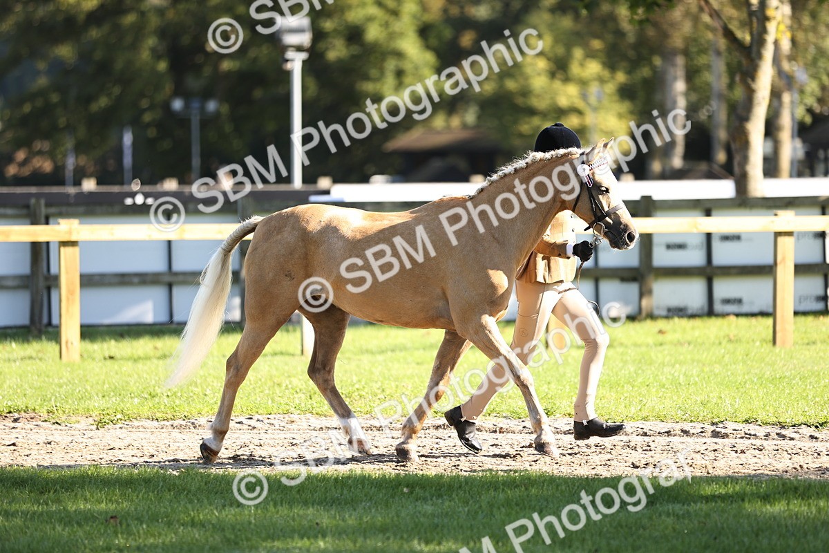 SBM_15860 - S1 - TSR in Hand Horse & Pony Showing