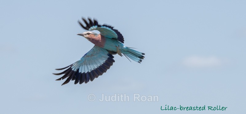  - South Africa Birds and Mammals