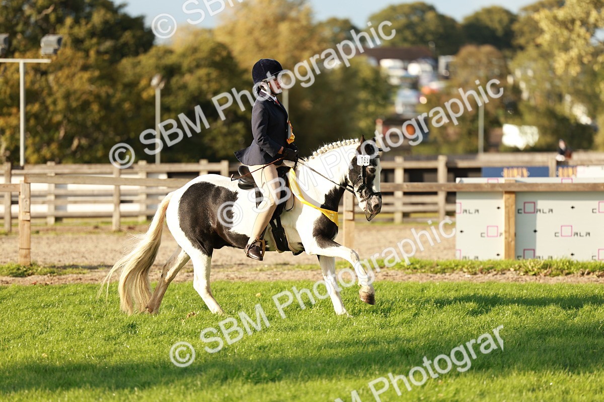 SBM_29288 - Novice & newcomer Supreme Championship