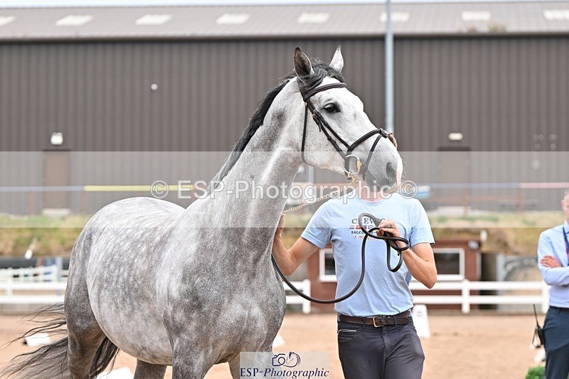 250716-152910-01961 - Trot Up 2.30 to 3.30