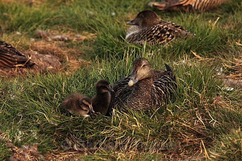Eider ducks 2221 - Wildlife
