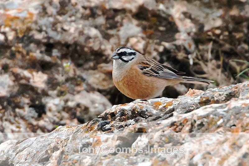 Rock Bunting - Turkey