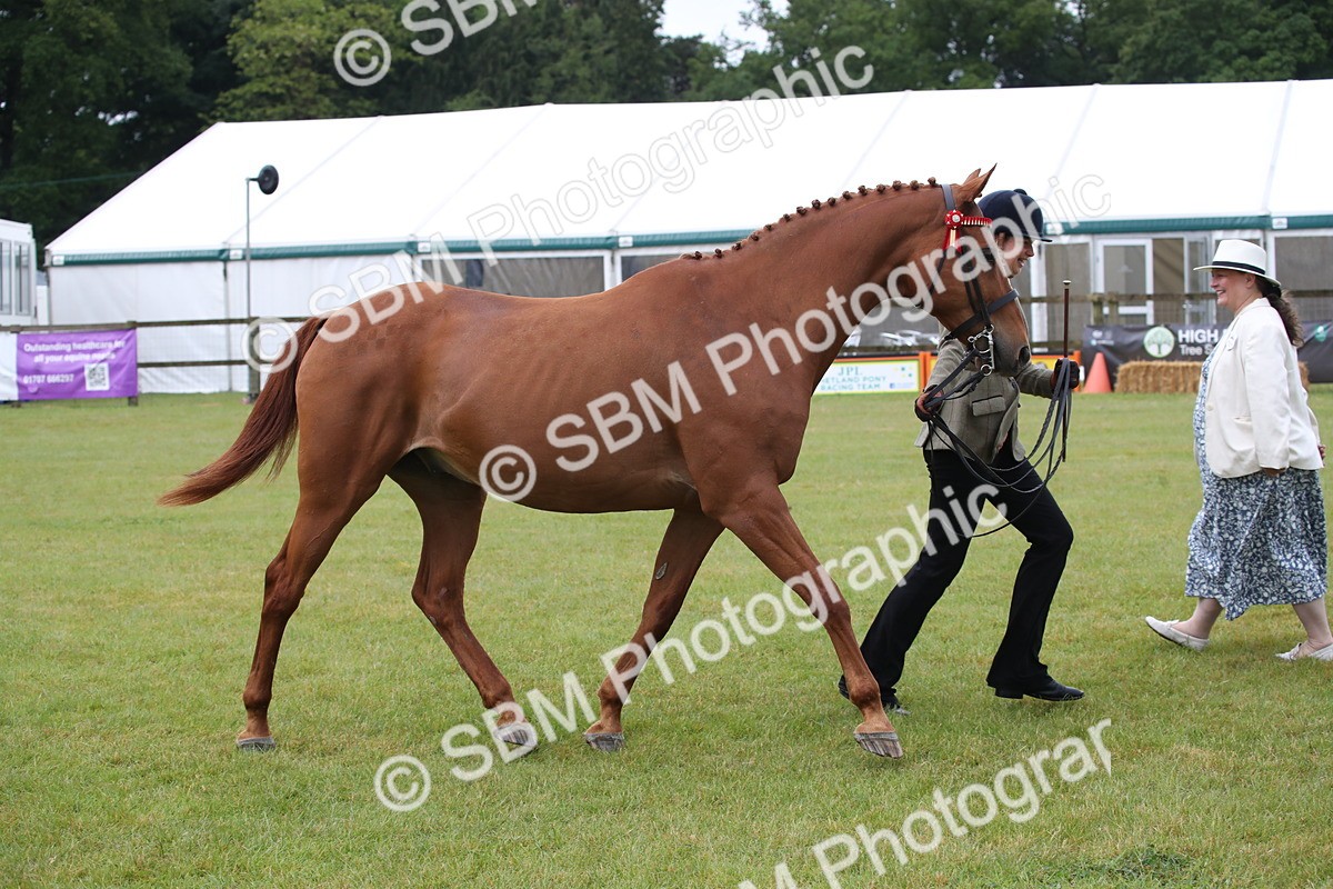 SBM_00173 - Class 17-20 - Arab & Part Bred - Anglo Arab In Hand