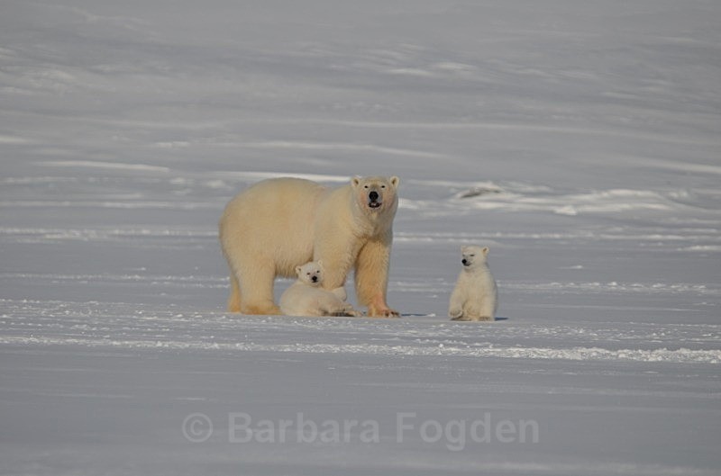 Polarbear 0487 - Wildlife