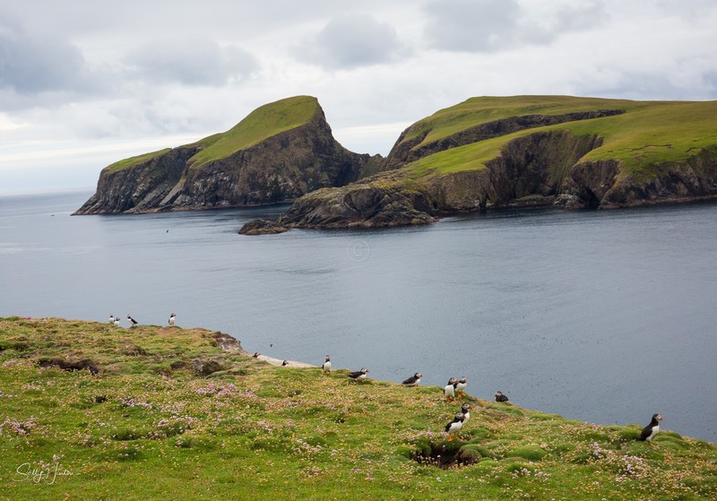 Puffins on cliffs 1 - Landscapes