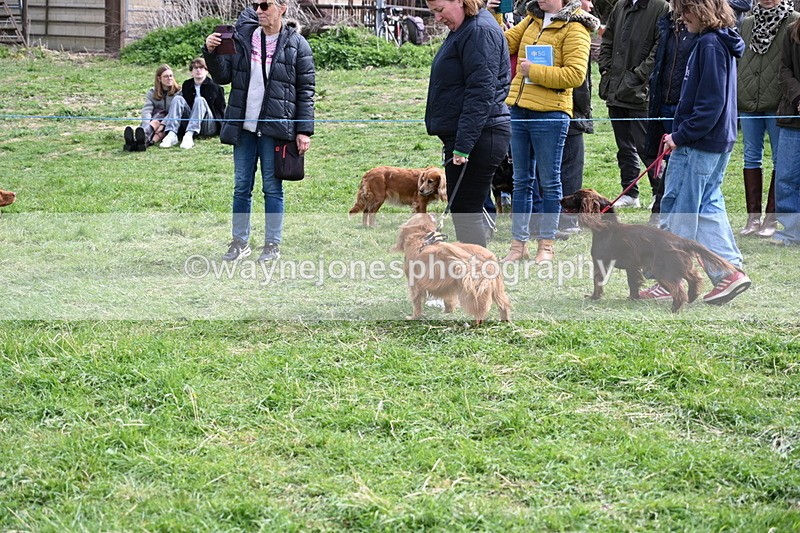 WJ6_8790 - Class 8 Best Working / Gun Dog or Bitch