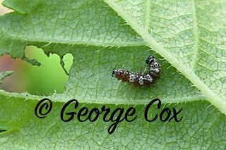 Comma caterpillar