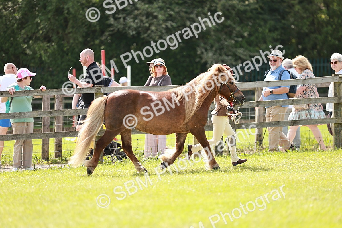 SBM_02511 - Class 14-23 - Mountain & Moorland In Hand Non Welsh