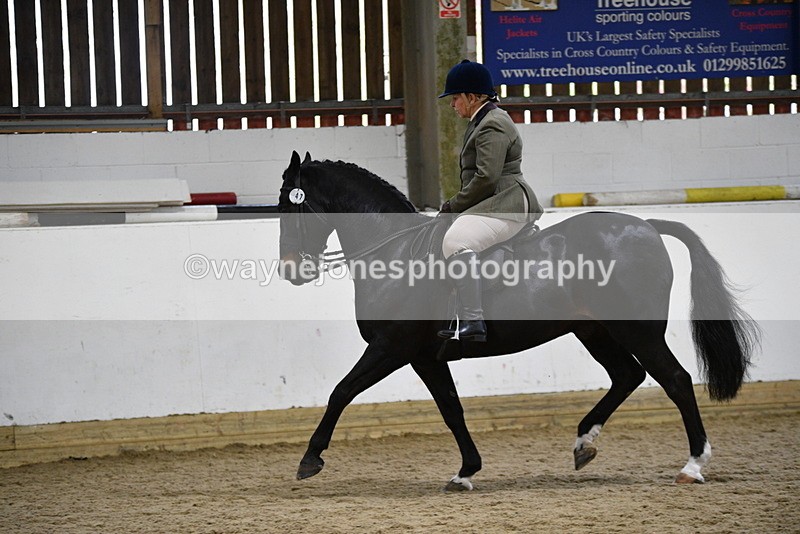 WJ5_7818 - Class 13 Ridden Part Breed