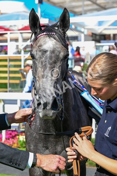 110725-Race 5-Mahras Love-0456 - Race 5 4.32pm Laura Barry Memorial Handicap