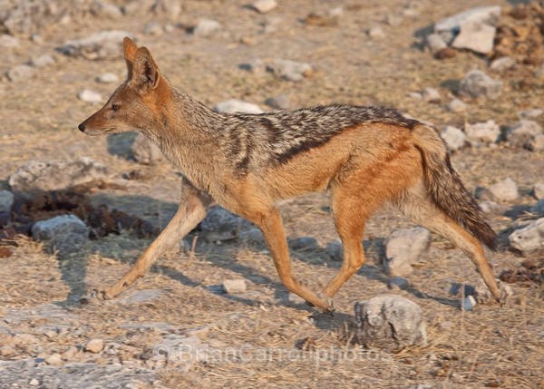 Jackel, Botswana - African Safari Tour 09 Zambia, Botswana,Namibia & South Africa