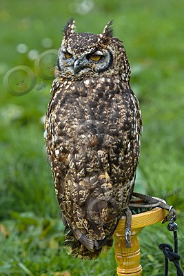 african spotted eagle owl Bubo africanus-6870 - Our Birds