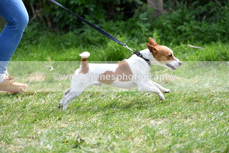 WJ5_0344 - Class 7 Best Terrier