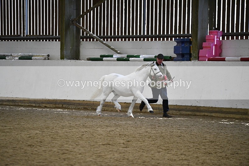 WJ5_5621 - Morning in hand Championship