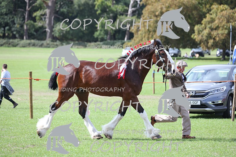 APP_3222 - Class 3 Youngstock