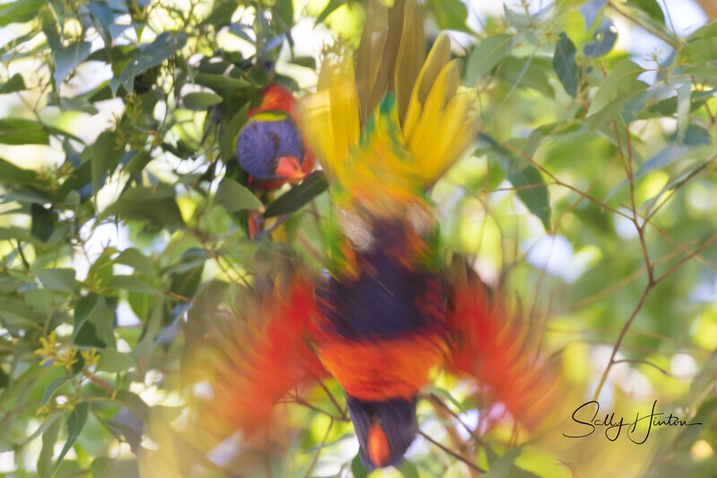 Lorikeet Blur 5 0A3A2300 - Lorikeets