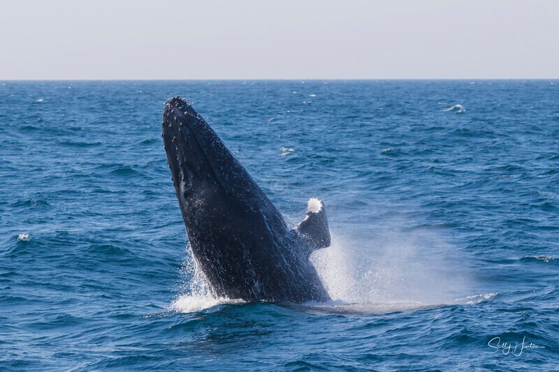 0A3A0457 - 2024 Whale Photos