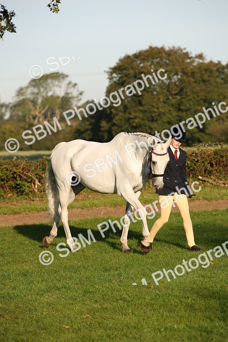 SBM_57531 - S50 - Foreign Breeds In Hand