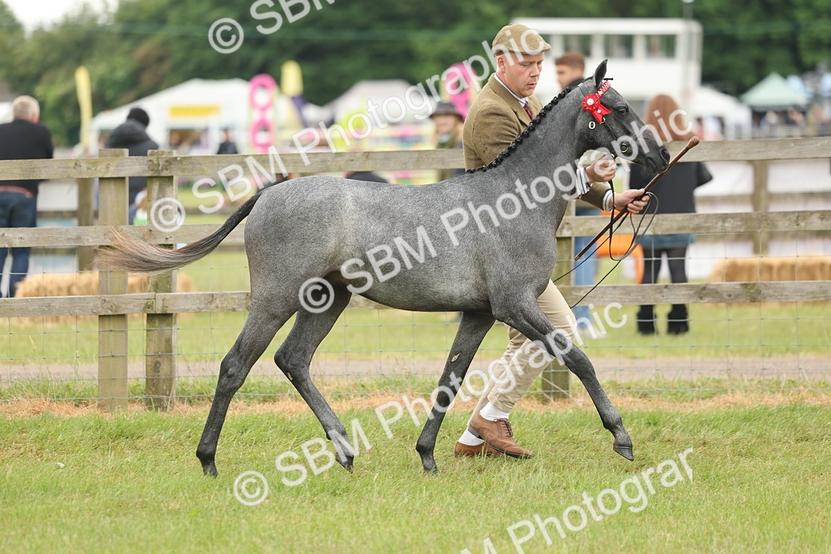 SBM_05354 - Class 68-73 - Riding Pony Breeding
