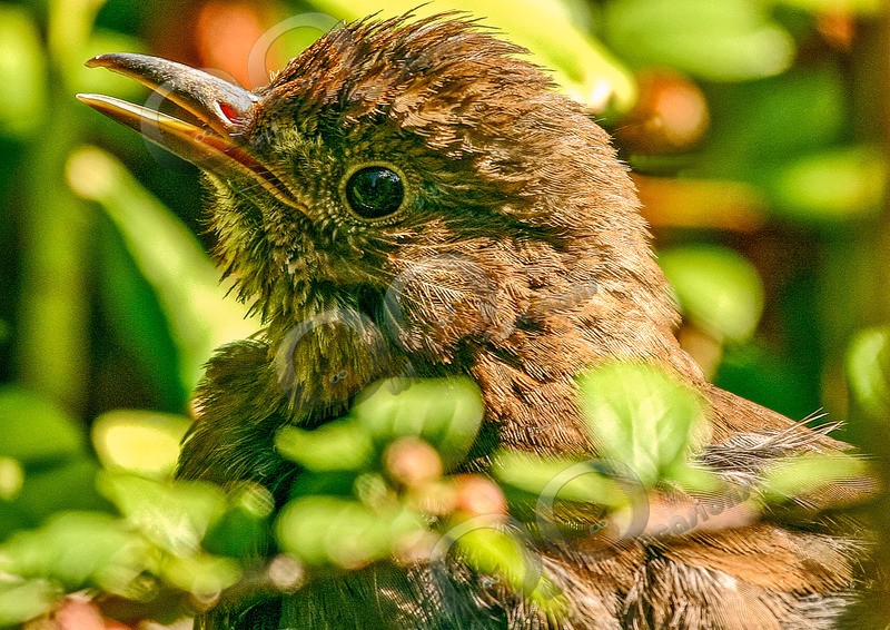 Blackbird Turdus merula- - UK birds