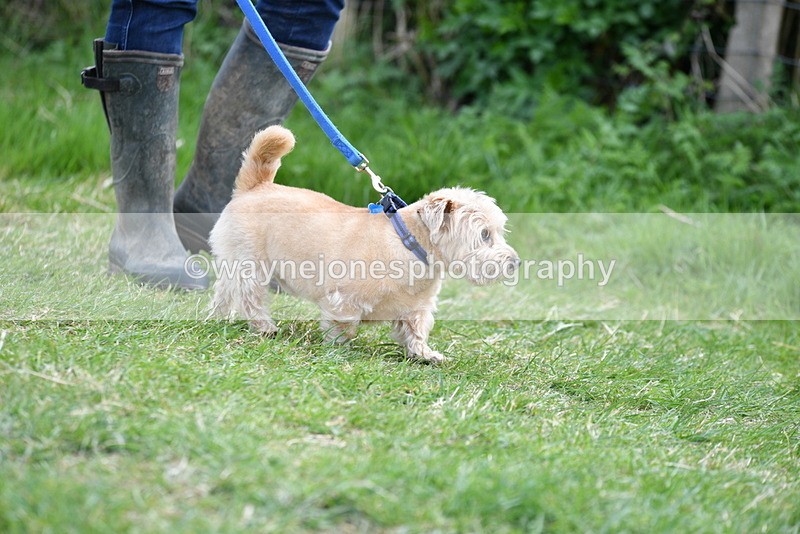 WJ5_0241 - Class 7 Best Terrier