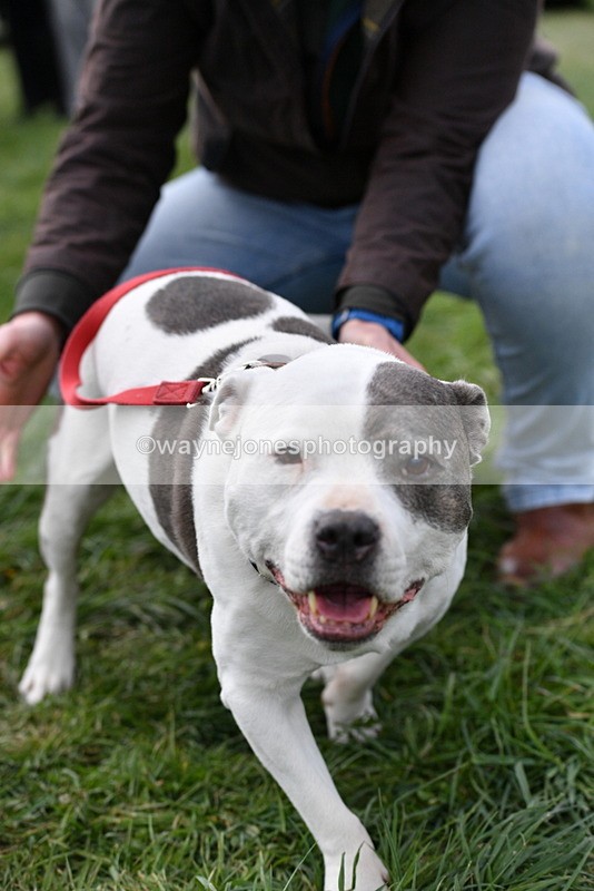 WJ5_0001 - Class 5 Best Veteran / 7 years & over