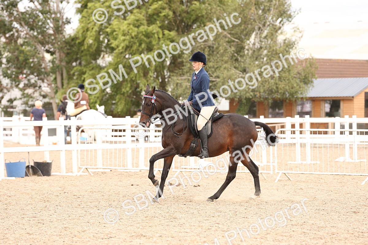 SBM_17338 - Class 214 - Ridden Hack Riding Horse