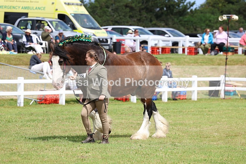 3E7A0752 - Class 7: Heavy Horse In Hand