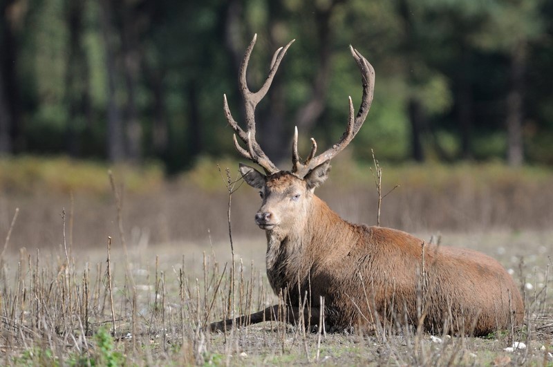 2014-12-28-22-14-35  mm f  iso - Mammals, Reptiles, Domestic Animals