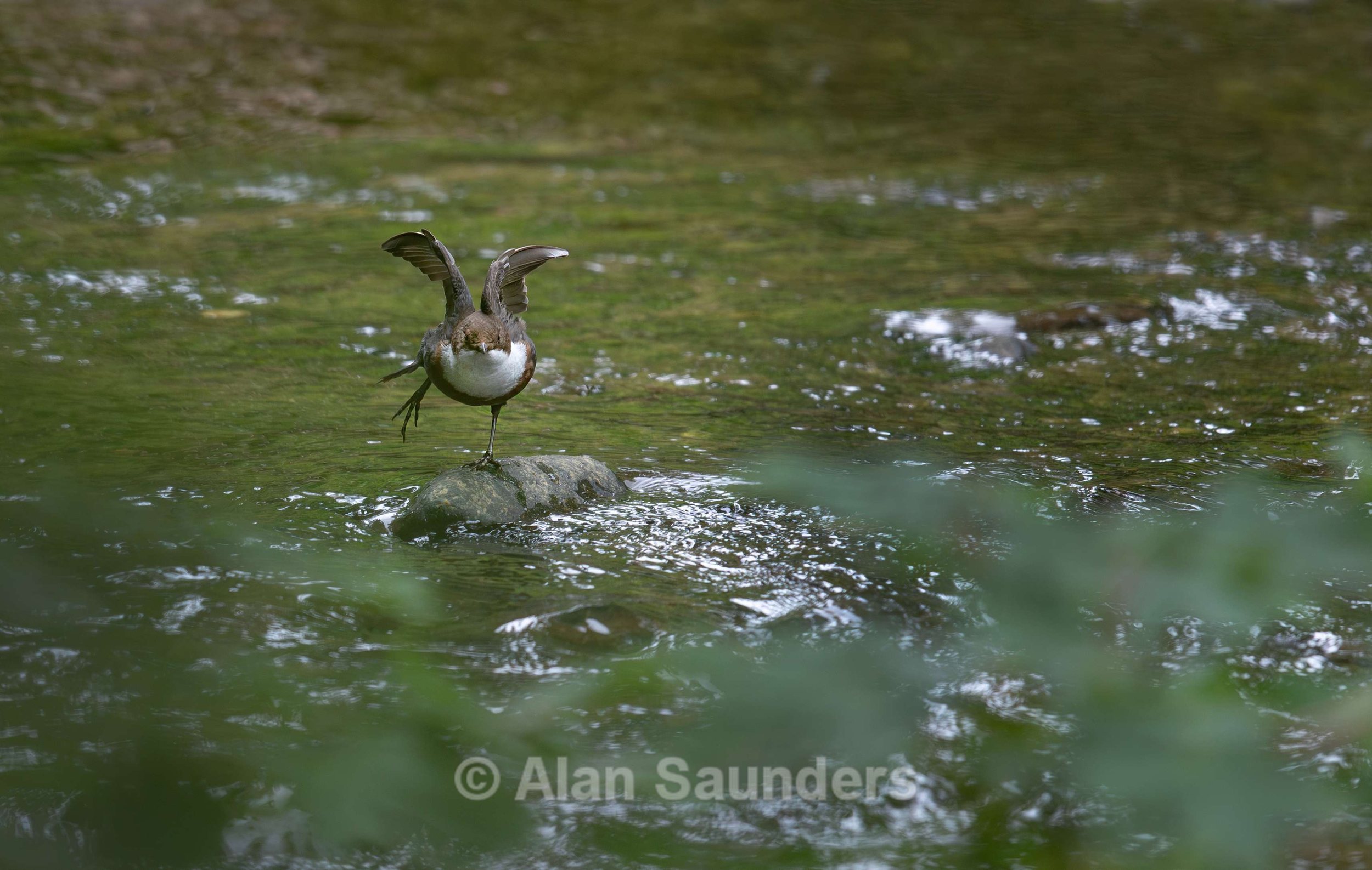 Dipper 16