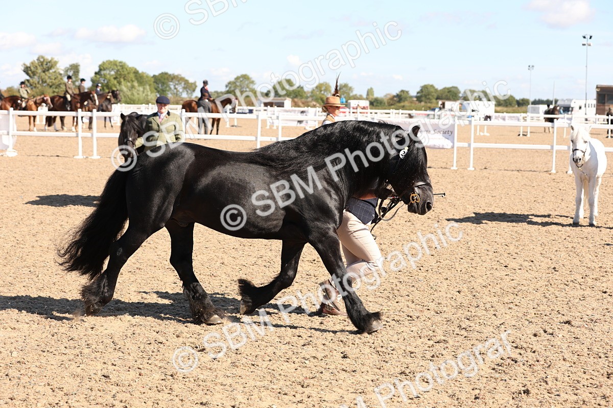SBM_12923 - Class 206 - IH Non Show Type Pony