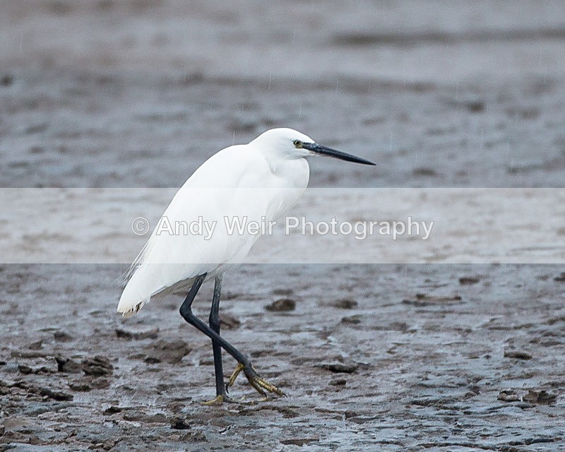 20140929-3K8A6103 - Herons & Egrets
