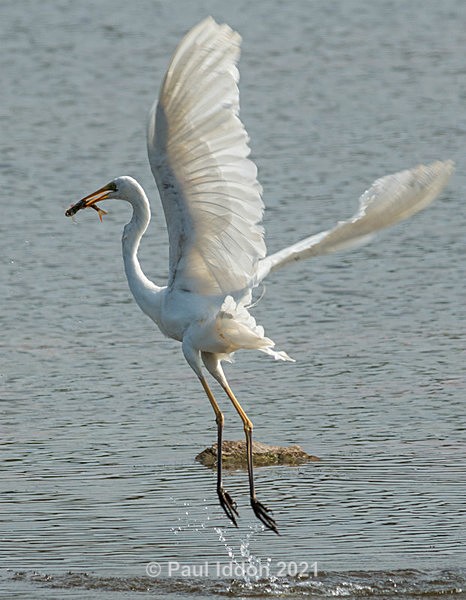 egret00 - Nature - Birds and Wildlife