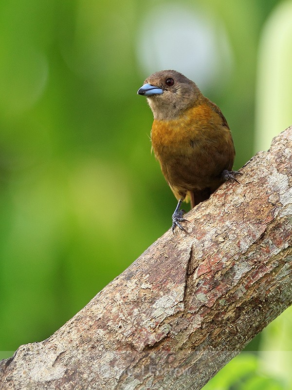 Passerini's Tanager (female), Costa Rica - Passerini's Tanager