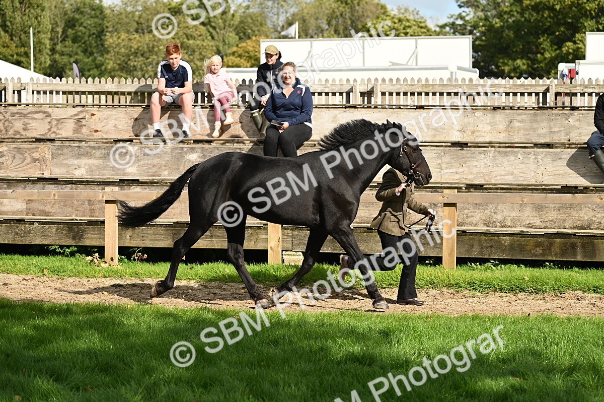 SBM_24970 - S5 - Novice & Newcomer In hand
