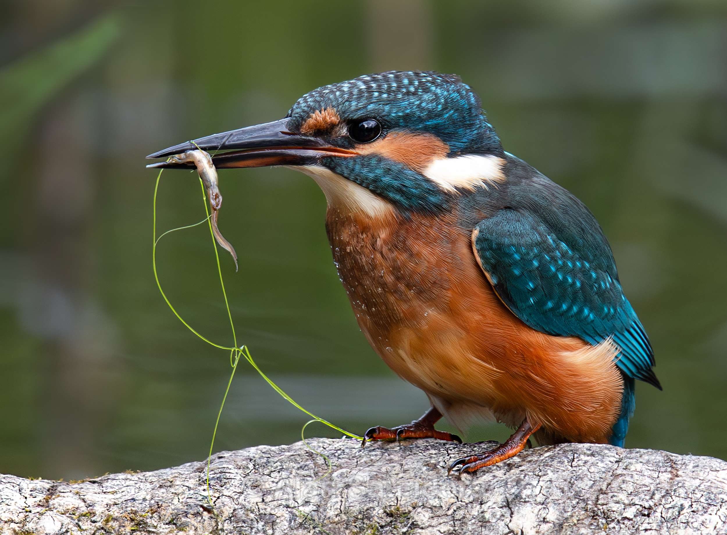 Common Kingfisher 4