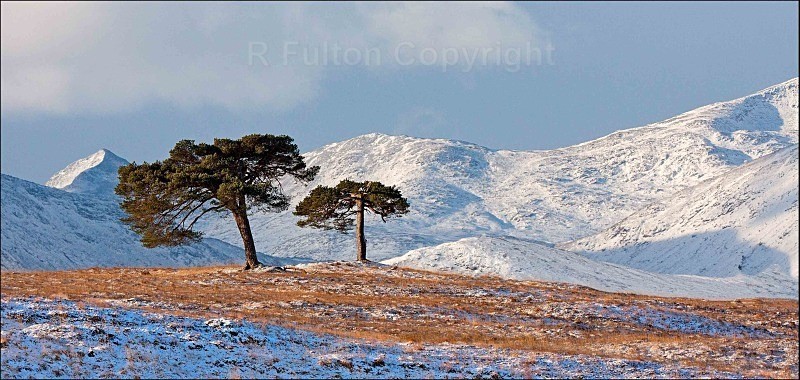 Two Trees - Landscapes