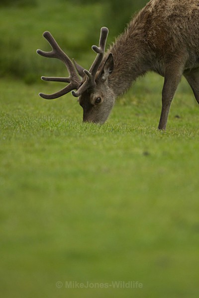 Red Deer, Isle of Mull ref 32b - RED DEER