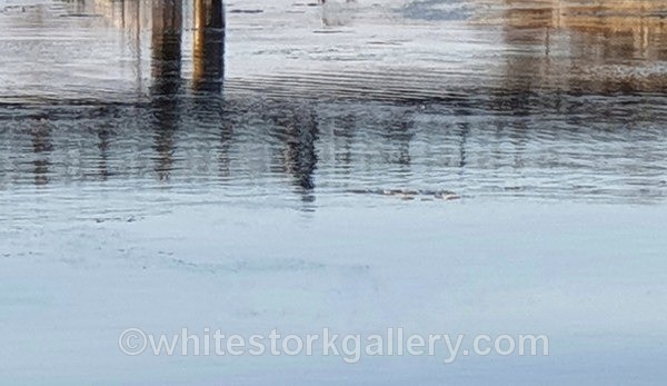  - NEW Winter Reflection