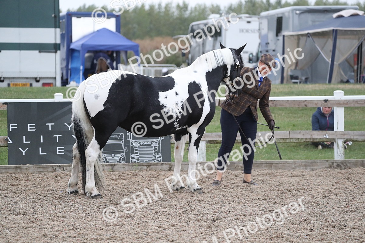 SBM_18332 - Class 318 IH Part bred Horse/Pony
